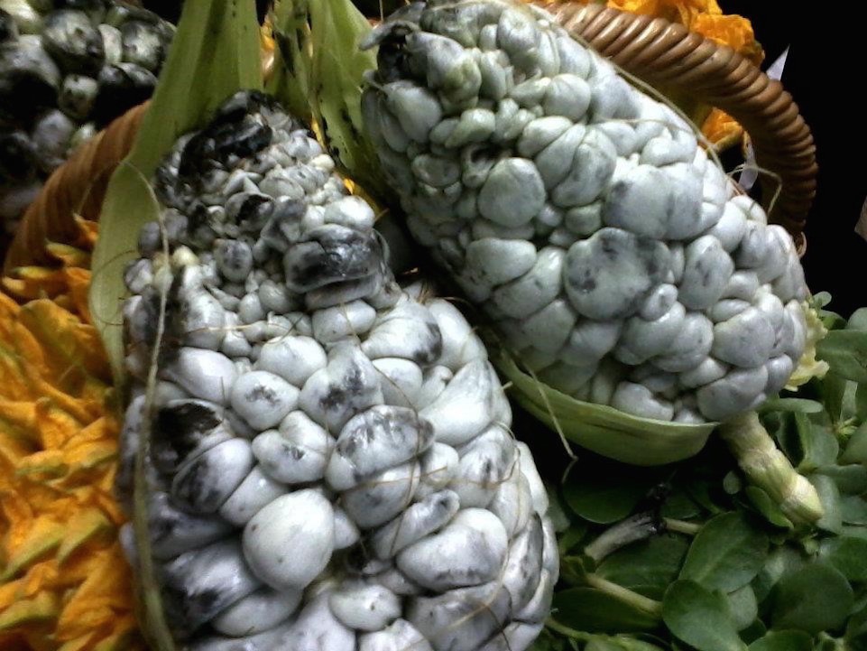 Cuitlacoche